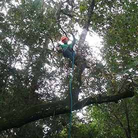 MARTINEZ TREE SERVICES