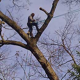 Tree Services